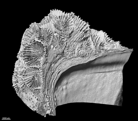 A 3D scan of a coral