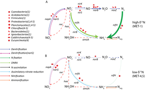 Nitrogen Pathways