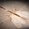 Insect Fossil